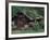 Kantishna Recorders Office, Denalia National Park, Alaska, USA-Dee Ann Pederson-Framed Photographic Print