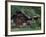 Kantishna Recorders Office, Denalia National Park, Alaska, USA-Dee Ann Pederson-Framed Photographic Print