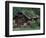 Kantishna Recorders Office, Denalia National Park, Alaska, USA-Dee Ann Pederson-Framed Photographic Print