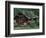 Kantishna Recorders Office, Denalia National Park, Alaska, USA-Dee Ann Pederson-Framed Photographic Print