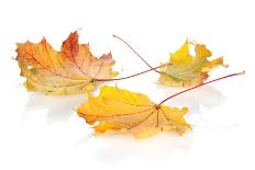 Colorful Autumn Maple Leaves. Isolated on White Background-karandaev-Photographic Print