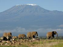 Elephants Backdropped by Mt. Kilimanjaro, Amboseli, Kenya-Karel Prinsloo-Framed Premier Image Canvas