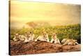 Stretched Canvas Print