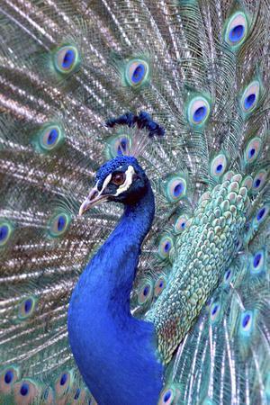 Beautiful Peacock with Feathers Spread Photo Poster Peafowl Bird