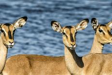 Etosha National Park, Namibia, Africa. Three Angolan Giraffe.-Karen Ann Sullivan-Framed Photographic Print