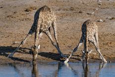 Etosha National Park, Namibia, Africa. Two Angolan Giraffe drinking.-Karen Ann Sullivan-Framed Photographic Print