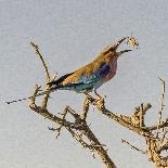 Costa Rica, Central America. India Blue Peacock displaying.-Karen Ann Sullivan-Photographic Print