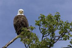 Katmai Peninsula, Alaska, USA. American Bald Eagle.-Karen Ann Sullivan-Framed Photographic Print