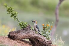 Etosha NP, Namibia, Africa, Lilac-breasted Roller flipping a grasshopper into its mouth.-Karen Ann Sullivan-Photographic Print