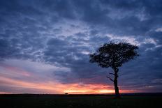 Acacia tree at sunset, Masai Mara, Kenya, East Africa, Africa-Karen Deakin-Photographic Print