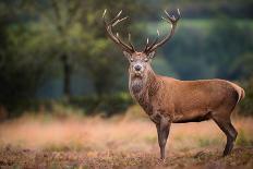 Red Deer (Cervus Elaphus) Stag During Rut in September, United Kingdom, Europe-Karen Deakin-Photographic Print