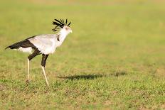 Secretary bird, Masai Mara, Kenya, East Africa, Africa-Karen Deakin-Photographic Print