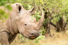White rhinoceros, Masai Mara, Kenya, East Africa, Africa-Karen Deakin-Photographic Print