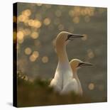 Gannets in Sunset-Karen Kolbeck-Photographic Print
