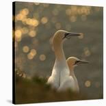 Gannets In Sunset-Karen Kolbeck-Stretched Canvas