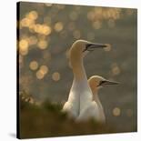 Gannets in Sunset-Karen Kolbeck-Photographic Print