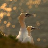 Gannets In Sunset-Karen Kolbeck-Stretched Canvas