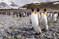 Penguins of Salisbury Plain-Karen Lunney-Framed Photographic Print
