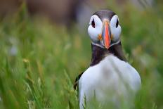 Atlantic Puffin, the Farne Islands, Northumberland, England, United Kingdom, Europe-Karen McDonald-Mounted Photographic Print