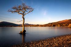 Lone Tree at Loch Lomond, Scotland, United Kingdom, Europe-Karen McDonald-Photographic Print