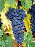 Old Barbera Vines with Ripening Grapes, Calistoga, Napa Valley, California-Karen Muschenetz-Photographic Print
