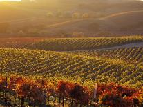 Vineyards along the Silverado Trail, Miner Family Winery, Oakville, Napa Valley, California-Karen Muschenetz-Framed Premier Image Canvas