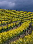Old Barbera Vines with Ripening Grapes, Calistoga, Napa Valley, California-Karen Muschenetz-Photographic Print