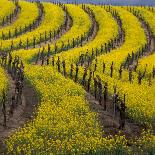 Old Barbera Vines with Ripening Grapes, Calistoga, Napa Valley, California-Karen Muschenetz-Photographic Print