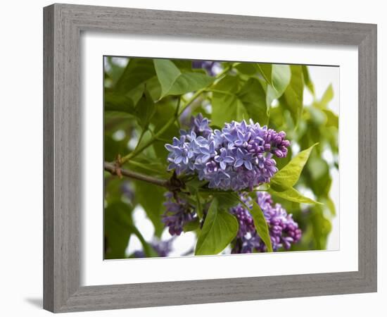 Karen's Lilac-George Johnson-Framed Photographic Print