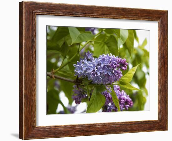 Karen's Lilac-George Johnson-Framed Photographic Print