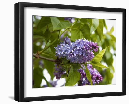 Karen's Lilac-George Johnson-Framed Photographic Print