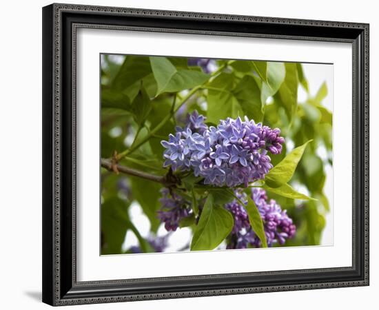 Karen's Lilac-George Johnson-Framed Photographic Print