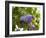 Karen's Lilac-George Johnson-Framed Photographic Print