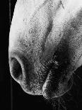 Nose of Lippizaner Stallion-Karen Tweedy-Holmes-Photographic Print