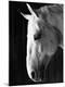 Premium Photographic Print