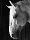Premium Photographic Print