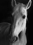 Portrait of a Lipizzaner Horse-Karen Tweedy-Holmes-Photographic Print