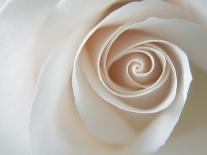 White Rose Swirl-Karen Ussery-Giclee Print
