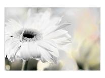 White Cosmos-Karin Connolly-Art Print