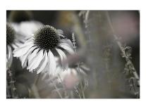 Silver Daisy I-Karin Connolly-Framed Art Print