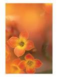 Orange Tulip Mist-Karin Connolly-Art Print
