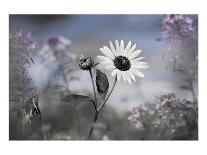 Silvery Aster-Karin Connolly-Art Print