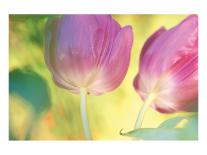 Orange Tulip Mist-Karin Connolly-Art Print