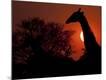 Photographic Print