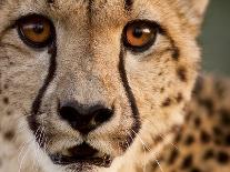 Close Up Portrait of a Cheetah.-Karine Aigner-Photographic Print