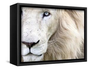 Beautiful Canvas Artwork For Posters And Prints Art Full Frame Close Up Portrait Of A Male White Lion With Blue Eyes South Africa