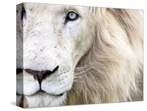 Lions Canvas Art Prints Paintings Posters Wall Art Art Com