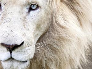 Full Frame Close Up Portrait of a Male White Lion with Blue Eyes.  South Africa. by Karine Aigner