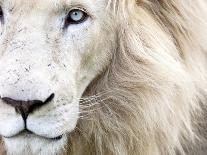Full Frame Close Up Portrait of a Male White Lion with Blue Eyes.  South Africa.-Karine Aigner-Photographic Print