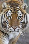 Intense Portrait of a Bengal Tiger-Karine Aigner-Photographic Print